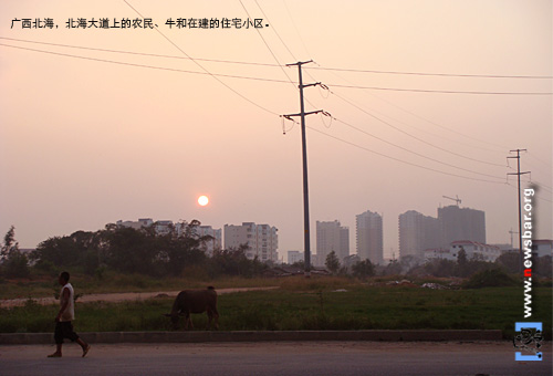 广西北海，北海大道上的农民、牛和远处在建的小区。